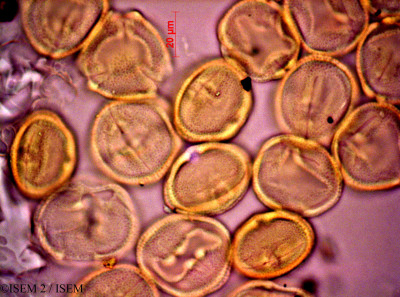 ISEM 2/Dizygotheca_elegantissima_44645/Dizygotheca_elegantissima_44645_0001(copy)_thumb.jpg